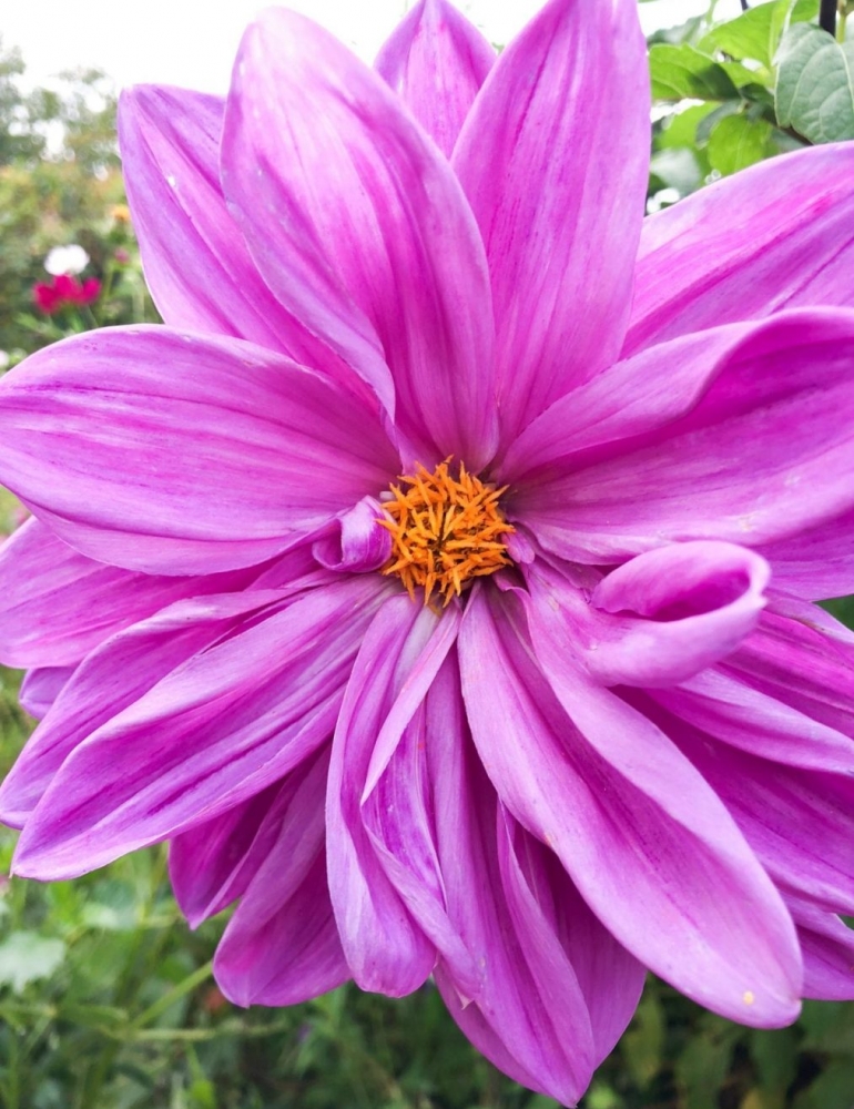 Claude Monet's Gardens at Giverny