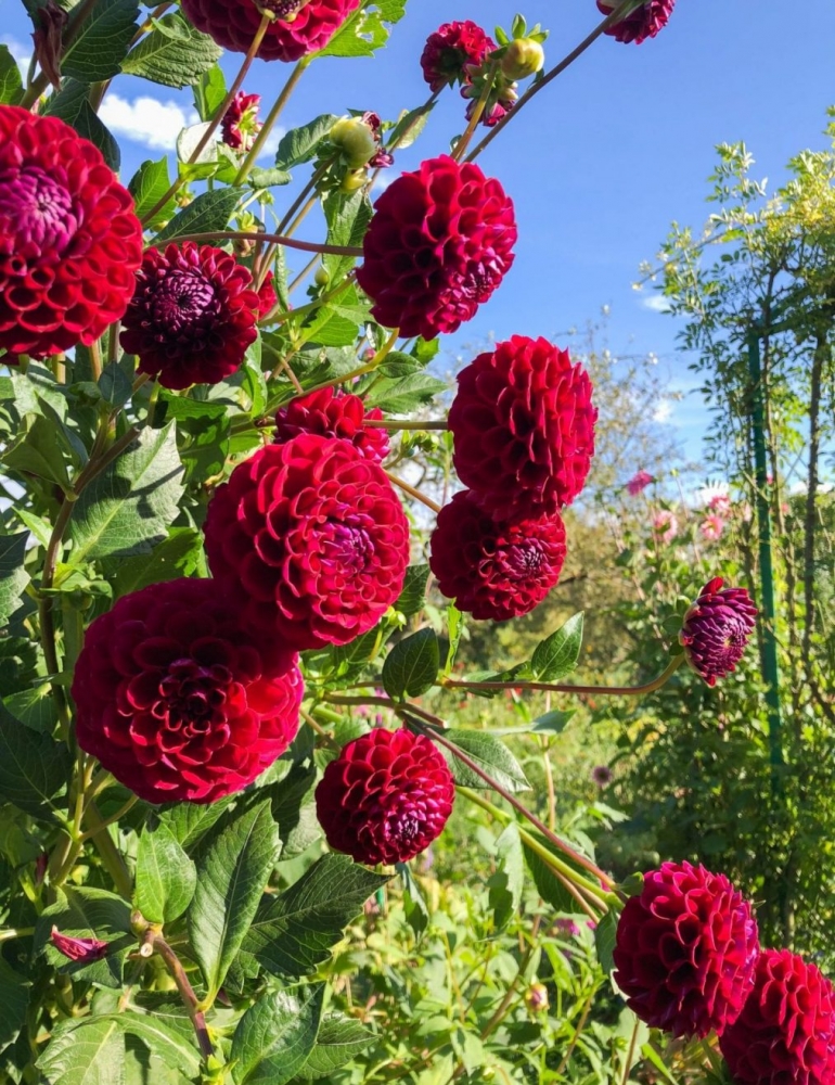 Claude Monet's Gardens at Giverny