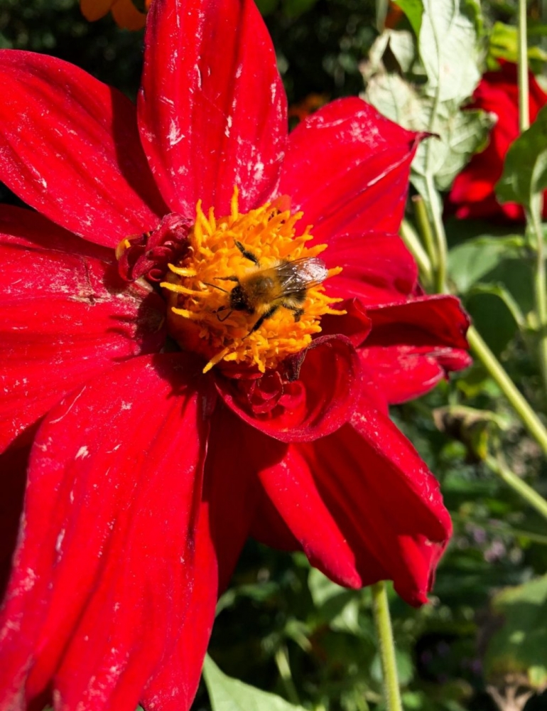 Claude Monet's Gardens at Giverny